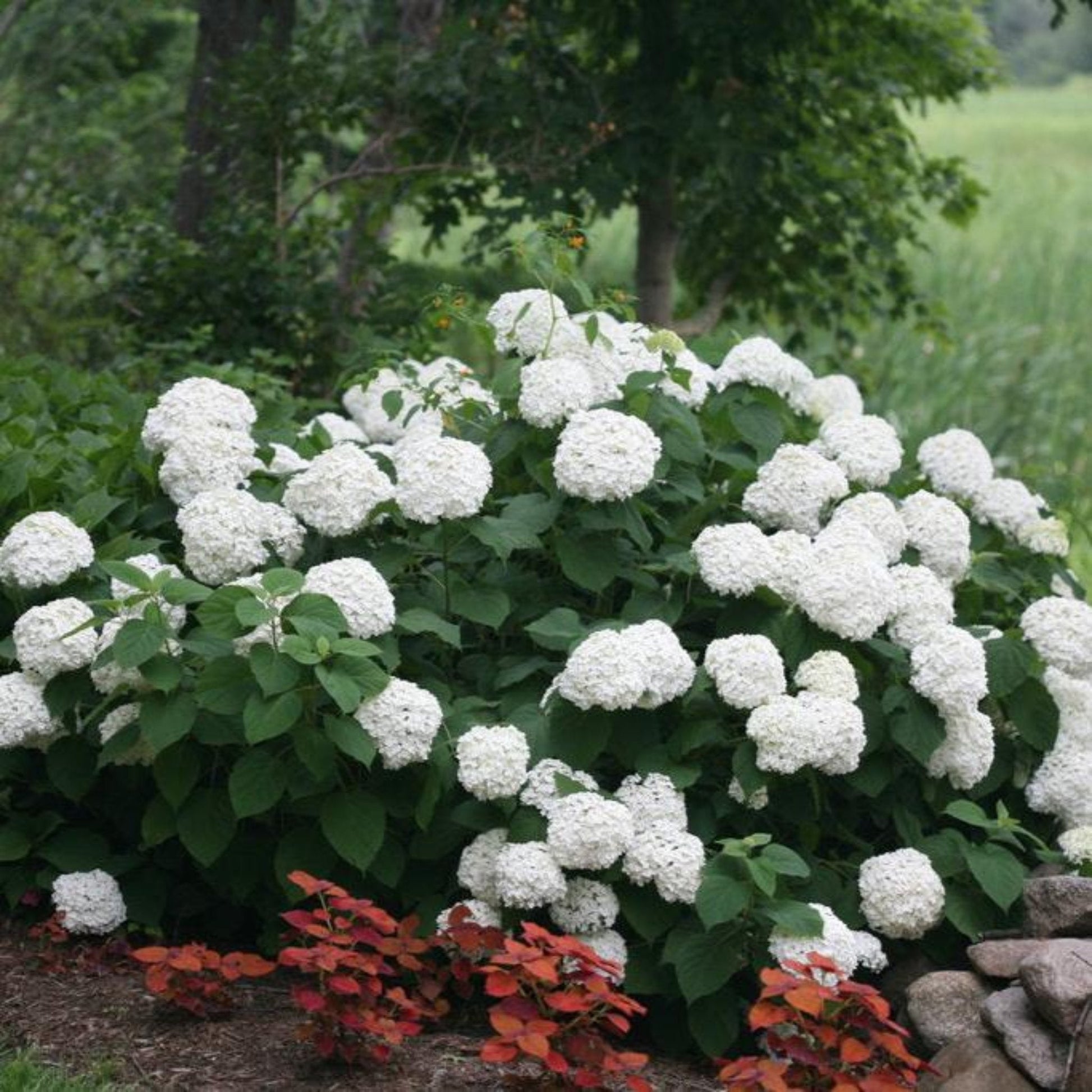 Incrediball Hydrangea plant with large white flower clusters and dense green foliage on Tampa Home & Garden Store