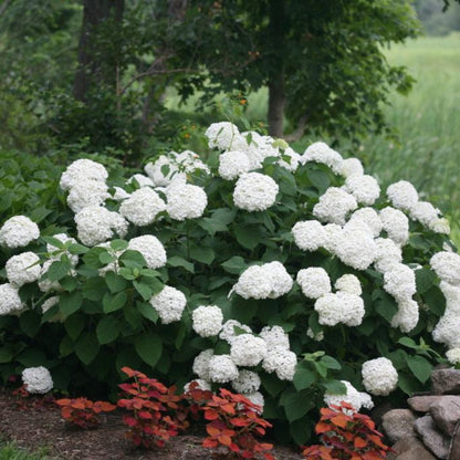 Incrediball Hydrangea plant with large white flower clusters and dense green foliage on Tampa Home & Garden Store