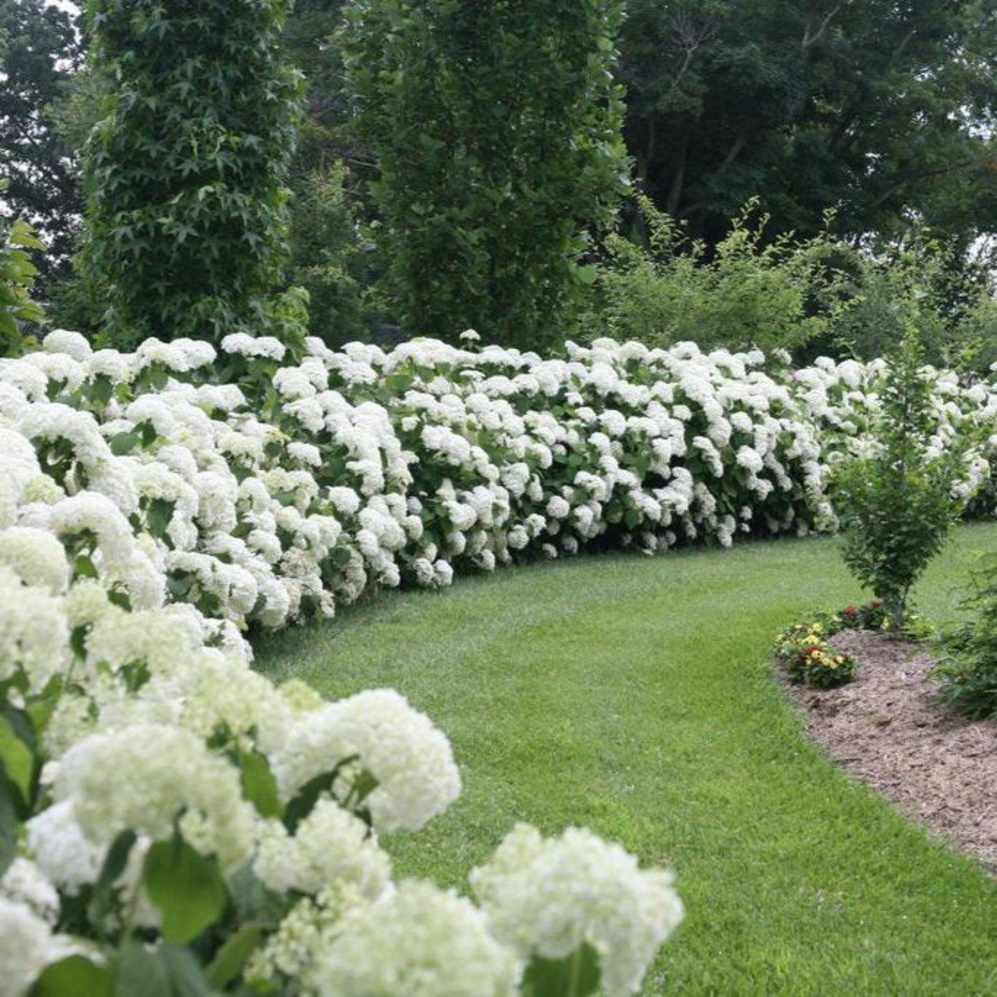 Incrediball Hydrangea plant with white blooms along a garden border on Tampa Home & Garden Store