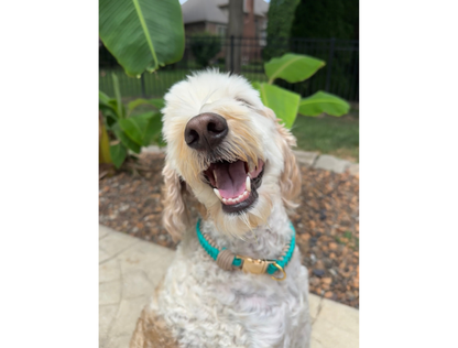Infinity Braid in Teal & Light Tan - Handmade Dog Collar - Tampa Home & Garden Store
