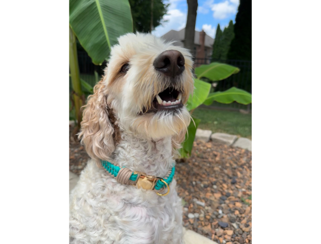 Infinity Braid in Teal & Light Tan - Handmade Dog Collar - Tampa Home & Garden Store