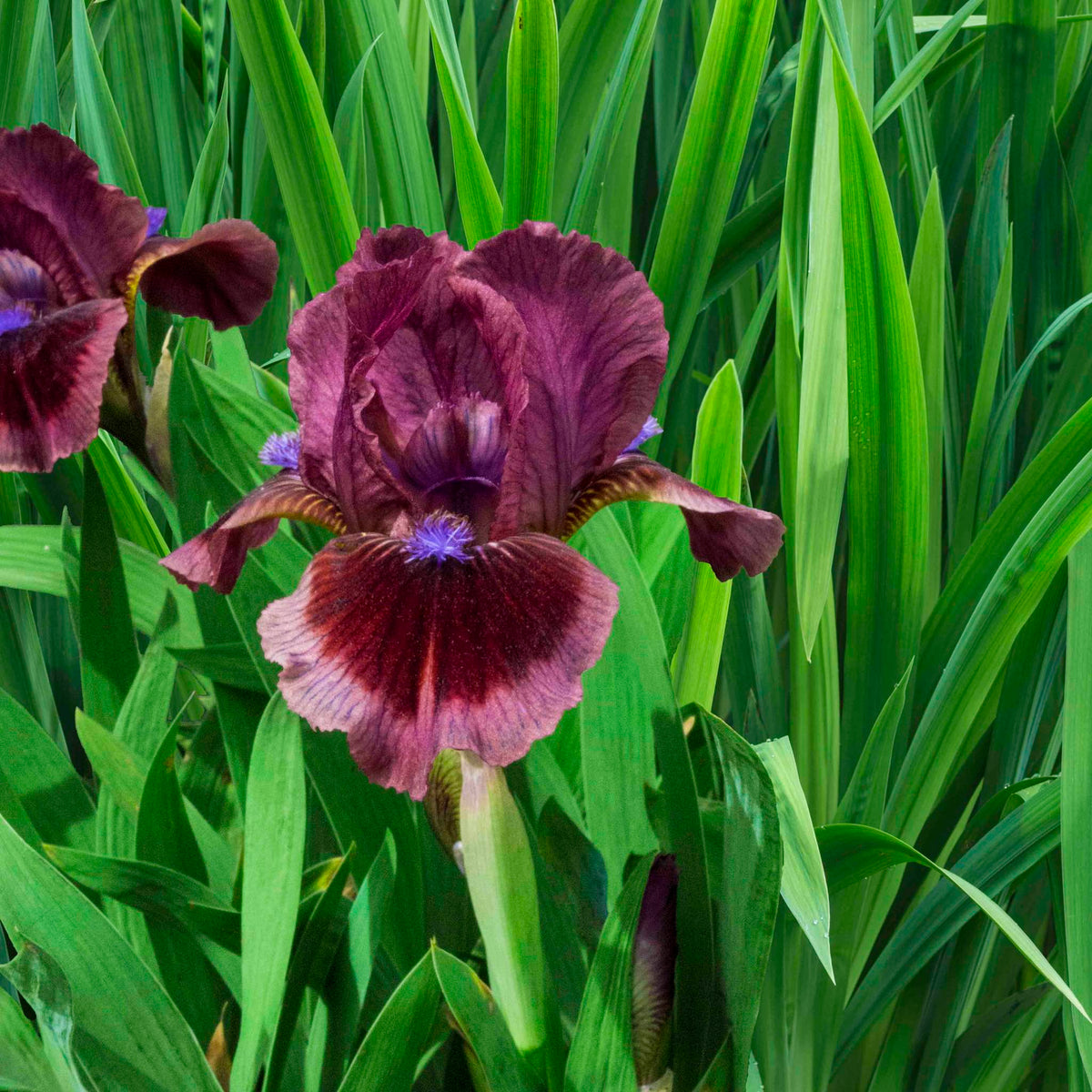 Cat's Eye Dwarf Bearded Iris plant with burgundy blooms and tall green sword leaves on Tampa Home & Garden Store