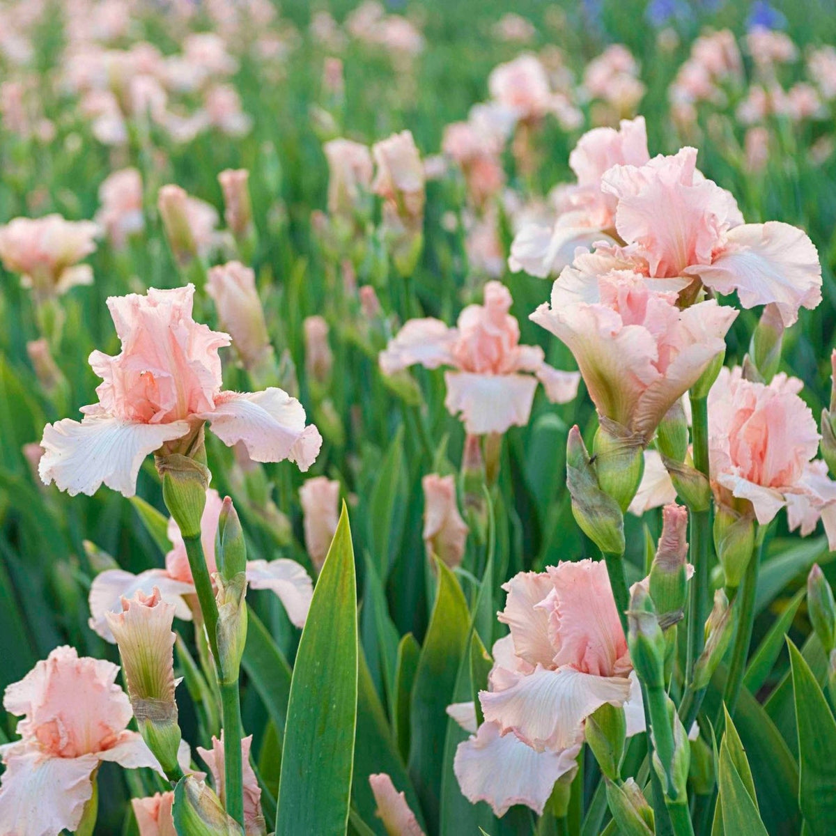 Beverly Sills Reblooming Bearded Iris plant with pale pink blooms among green foliage on Tampa Home & Garden Store