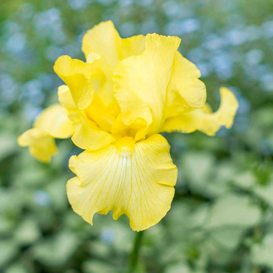 Harvest of Memories Reblooming Bearded Iris plant yellow blooms by Live Good Logistics on Tampa Home & Garden Store