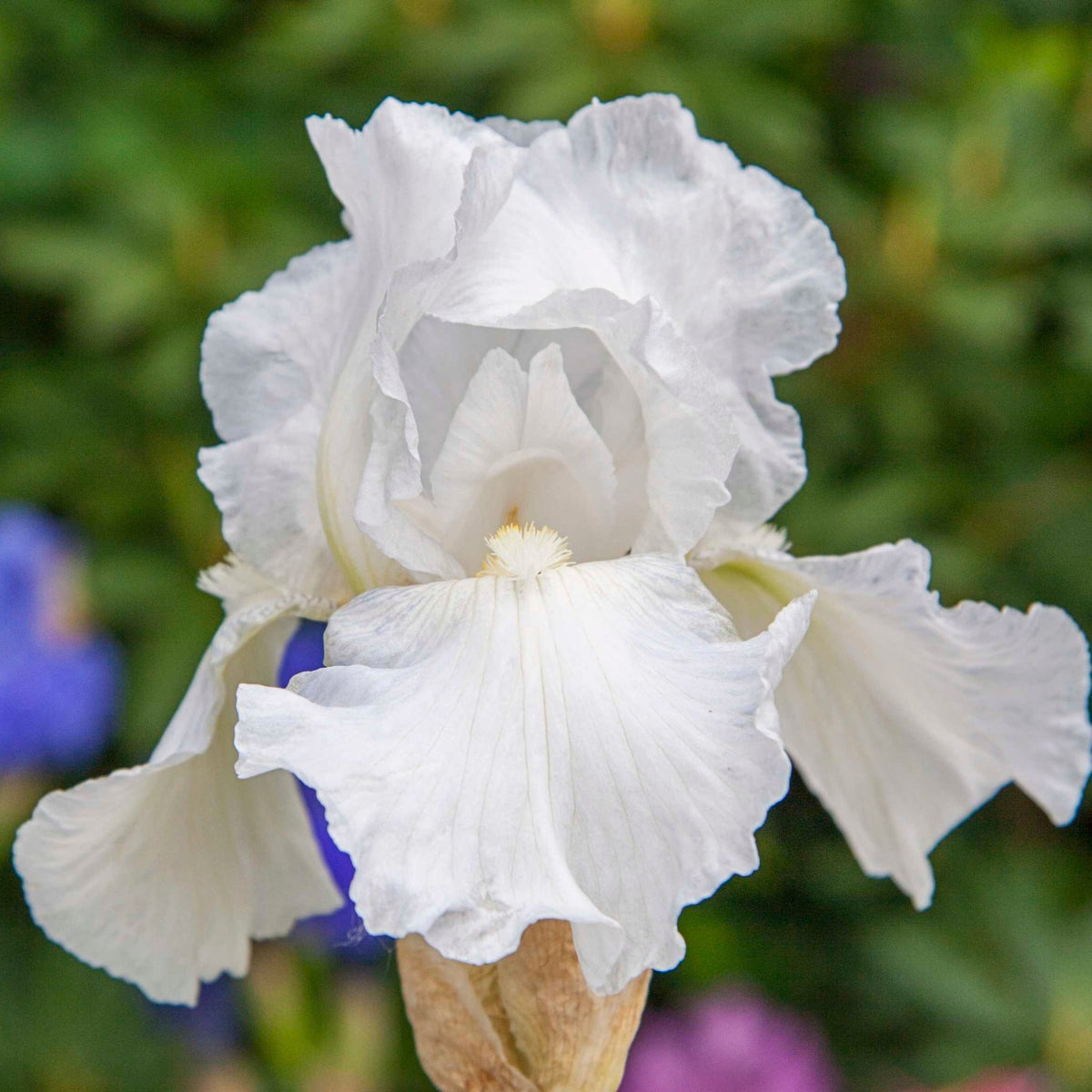 Immortality Reblooming Bearded Iris plant with pure white blooms, outdoor garden variety on Tampa Home & Garden Store