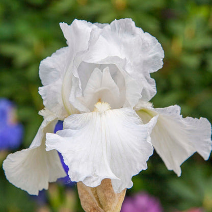 Immortality Reblooming Bearded Iris plant with pure white blooms, outdoor garden variety on Tampa Home & Garden Store