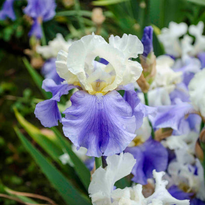 Stairway to Heaven Bearded Iris plant with pale white and lavender blue blooms in a garden on Tampa Home & Garden Store