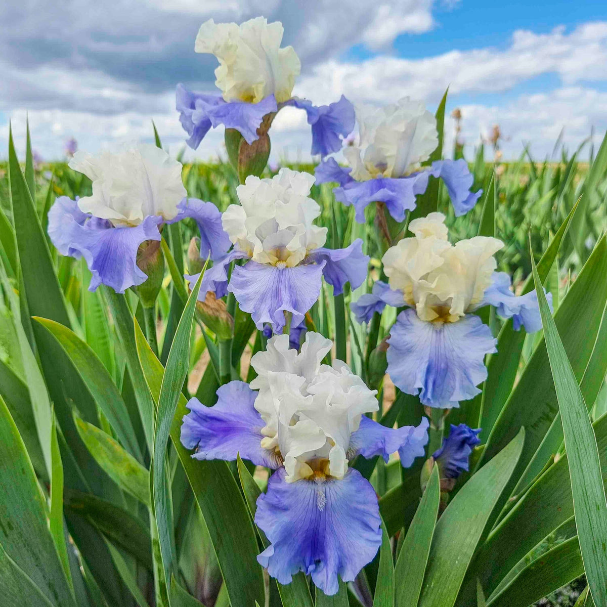 Stairway to Heaven bearded iris plant with pale blue and white blooms and green leaves on Tampa Home & Garden Store
