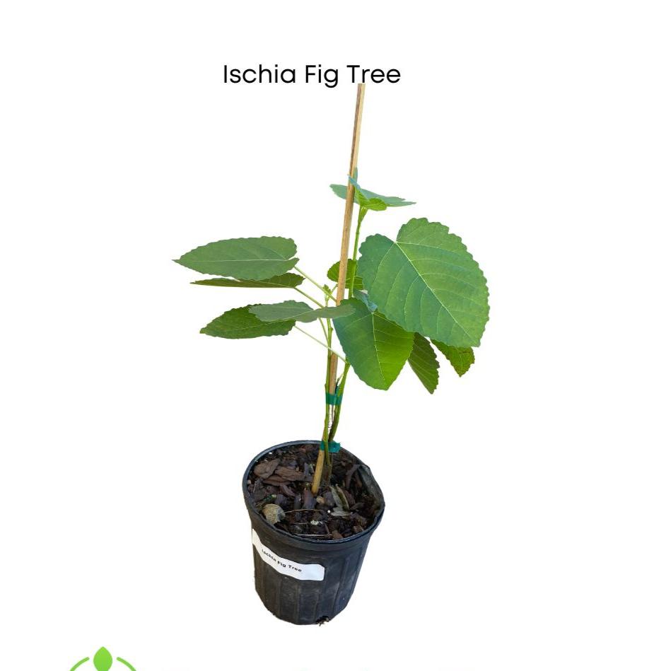 Baby Ischia Fig Tree for sale