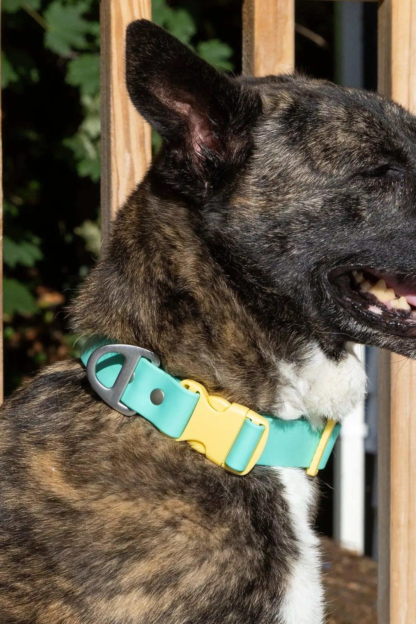 Island Vibes Waterproof Dog Collar - Tampa Home & Garden Store