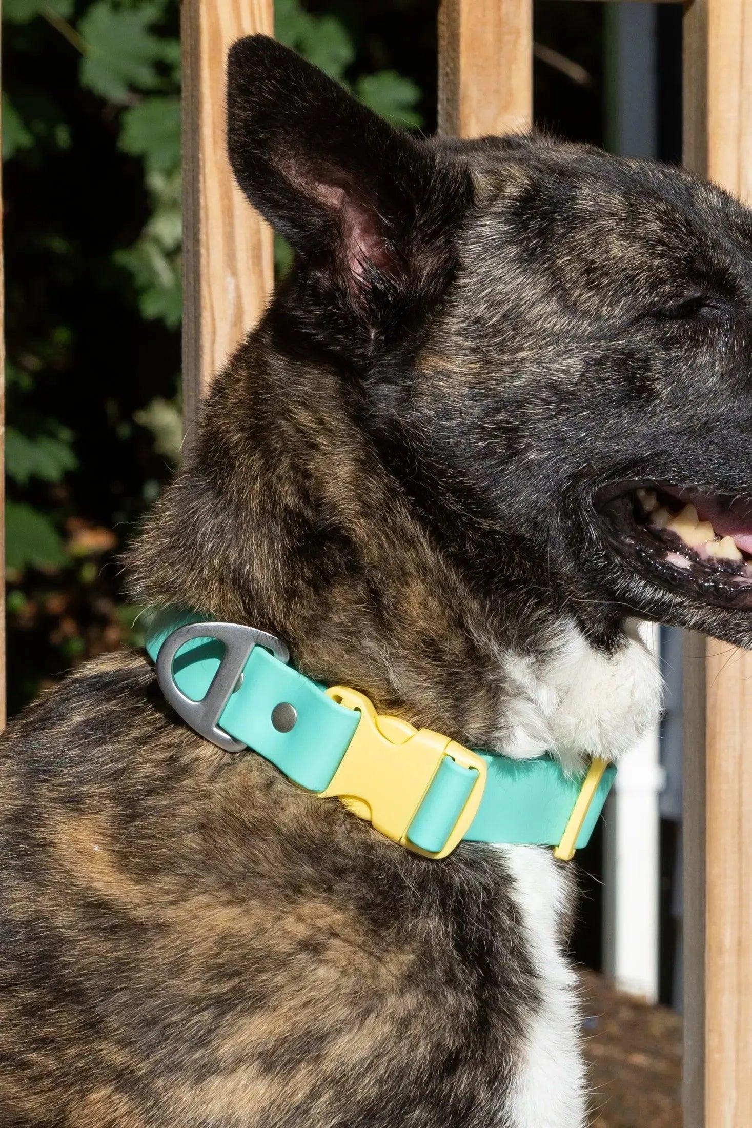 Island Vibes Waterproof Dog Collar - Tampa Home & Garden Store