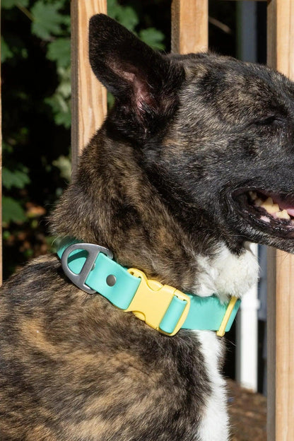 Island Vibes Waterproof Dog Collar - Tampa Home & Garden Store
