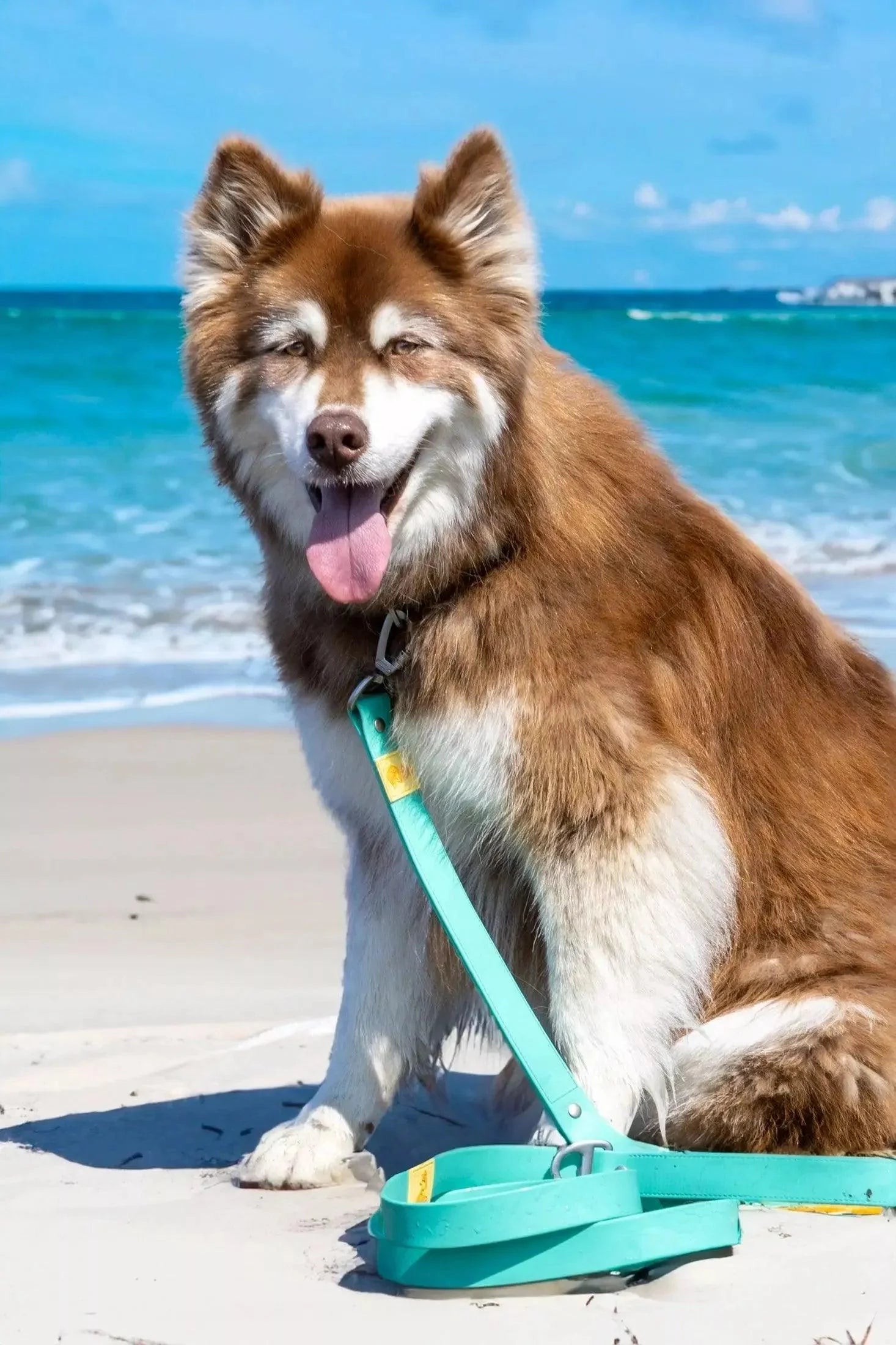 Island Vibes Waterproof Dog Leash - Tampa Home & Garden Store