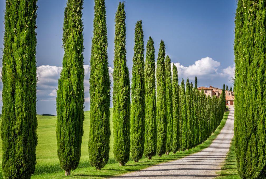 Italian Cypress Seeds - Exotic Evergreen Tree Great for Landscaping and Hedge Rows - Tampa Home & Garden Store