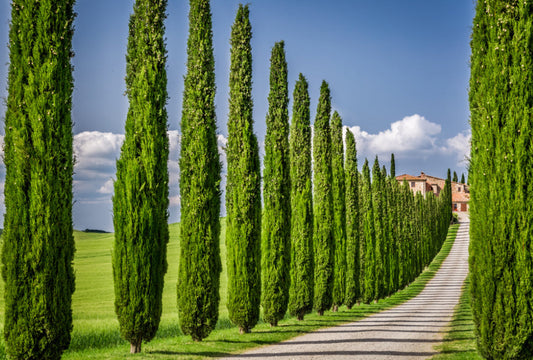 Italian Cypress Seeds - Exotic Evergreen Tree Great for Landscaping and Hedge Rows - Tampa Home & Garden Store