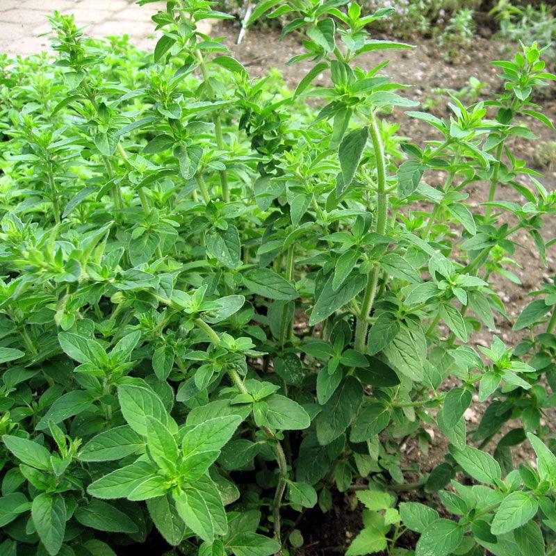 Italian Oregano Seeds (Organic) - Tampa Home & Garden Store
