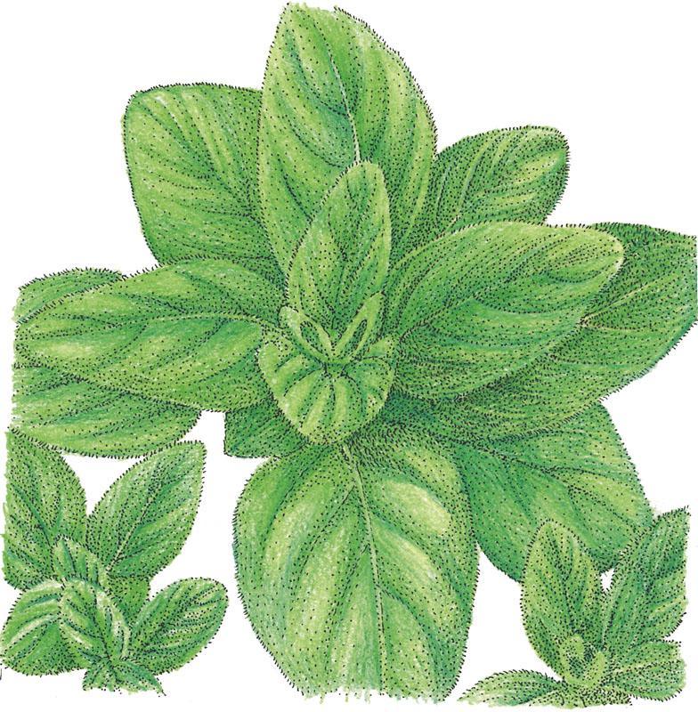 Italian Oregano Seeds (Organic) - Tampa Home & Garden Store
