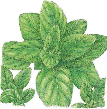 Italian Oregano Seeds (Organic) - Tampa Home & Garden Store