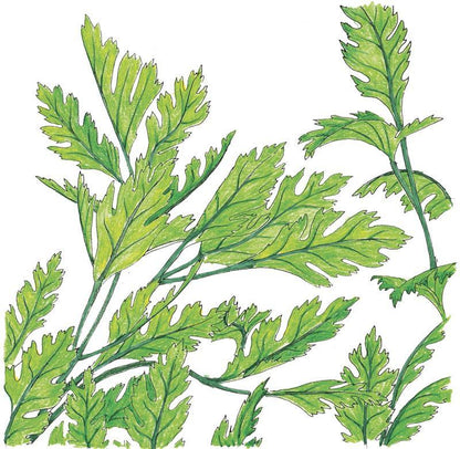 Italian Parsley Seeds (Organic) - Tampa Home & Garden Store
