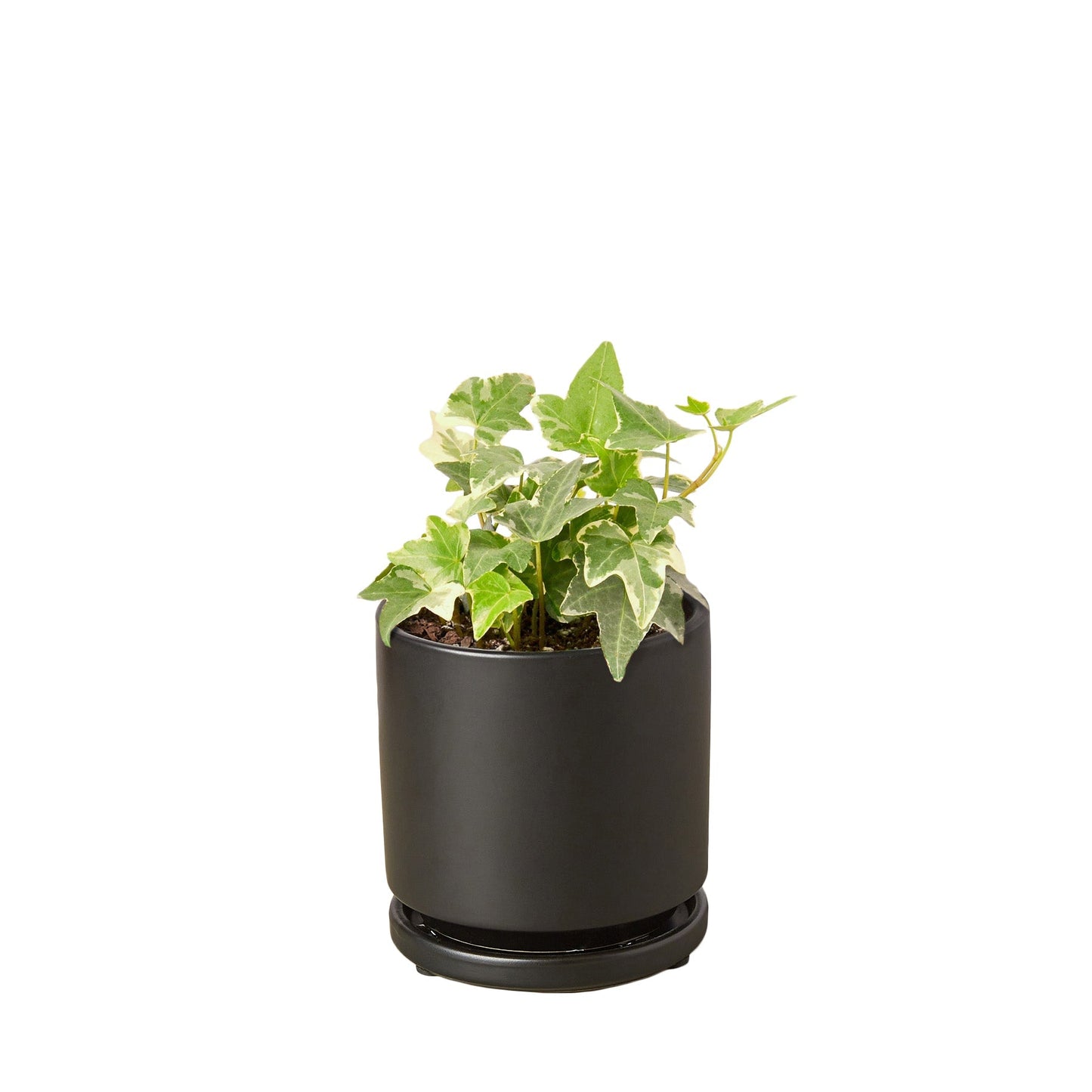 English Ivy Glacier indoor plant in black pot with variegated leaves Rooted Treasures Farms on Tampa Home & Garden Store