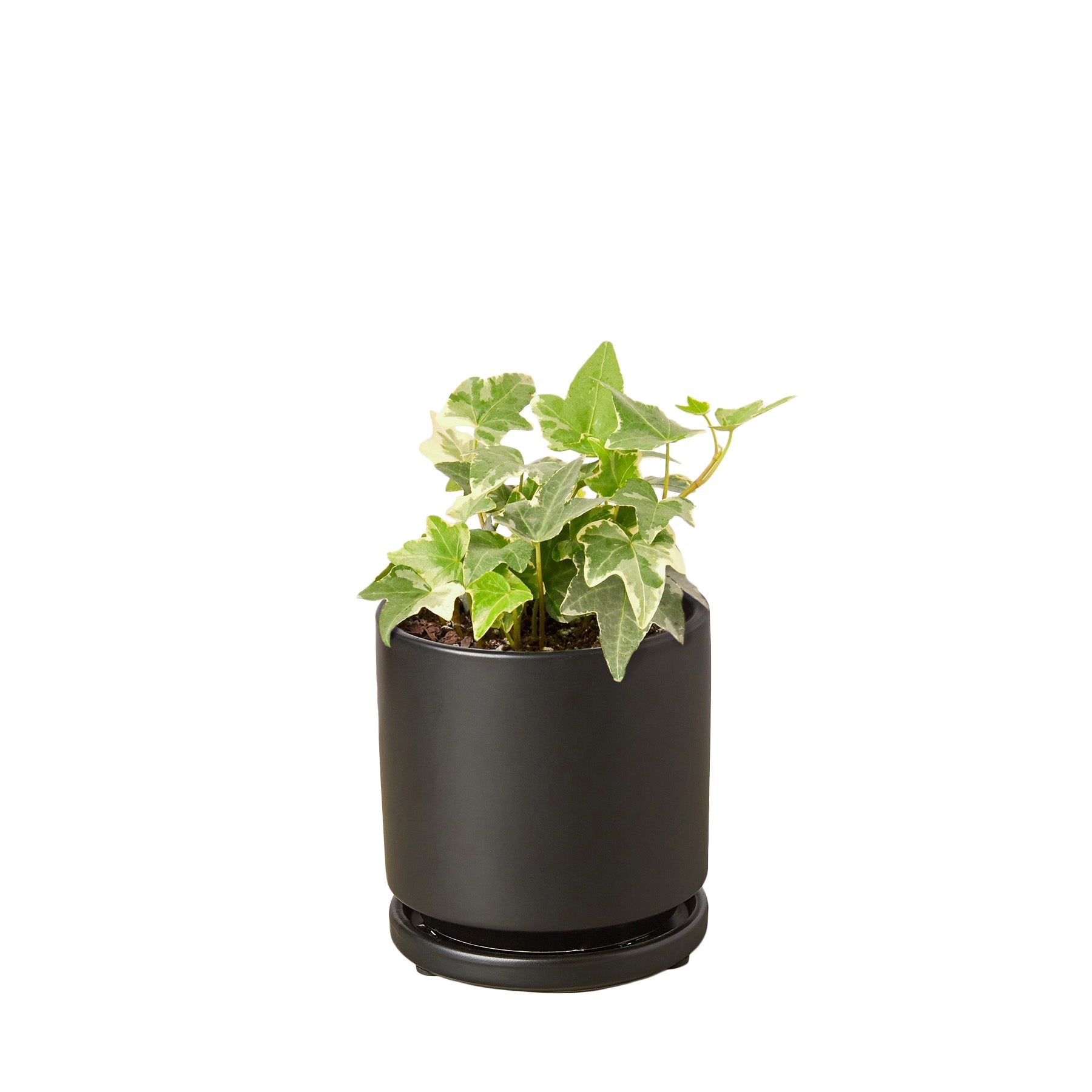 English Ivy Glacier indoor plant in black pot with variegated leaves Rooted Treasures Farms on Tampa Home & Garden Store