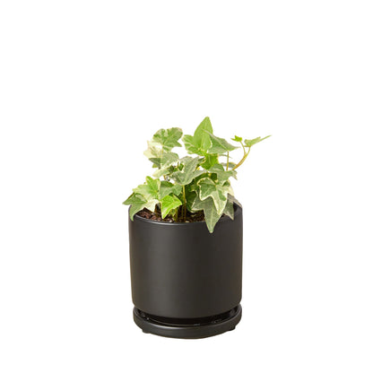 English Ivy Glacier indoor plant in black pot with variegated leaves Rooted Treasures Farms on Tampa Home & Garden Store