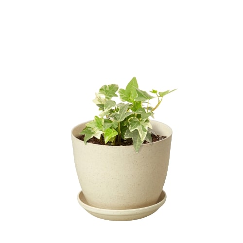 Indoor English Ivy Glacier in ceramic pot; variegated leaves; Rooted Treasures Farms on Tampa Home & Garden Store