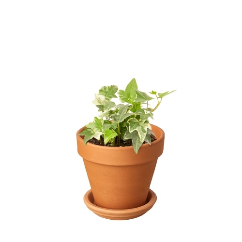 English Ivy Glacier indoor plant in pot with green and white leaves Rooted Treasures Farms on Tampa Home & Garden Store