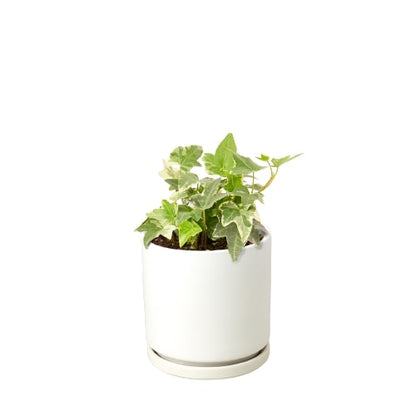 English Ivy Glacier indoor plant by Rooted Treasures Farms in a white ceramic pot with green-white variegated leaves on Tampa Home & Garden Store