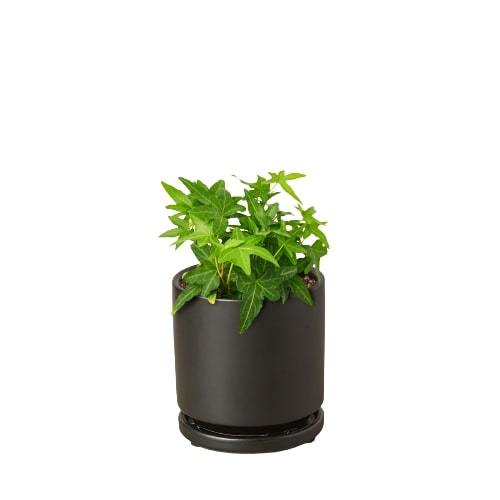 English Ivy Green California indoor plant in a black pot by Rooted Treasures Farms 1 plant on Tampa Home & Garden Store