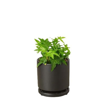 English Ivy Green California indoor plant in a black pot by Rooted Treasures Farms 1 plant on Tampa Home & Garden Store