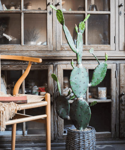 Artificial cactus in a woven wicker pot with green pads, RusticReach planters on Tampa Home & Garden Store
