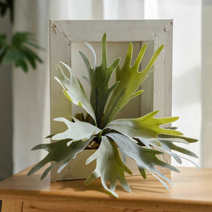 Artificial Antler Fern with Whitewashed Wooden Frame, RusticReach plant decor on Tampa Home & Garden Store