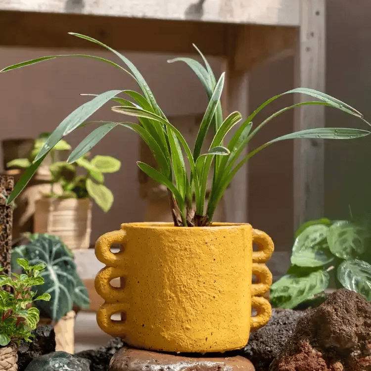 Artisan Loop Handle Cement Planter yellow with side loop handles RusticReach on Tampa Home & Garden Store