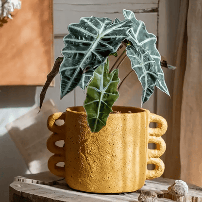 Artisan Loop Handle Cement Planter in mustard with textured surface and loop handles on Tampa Home & Garden Store