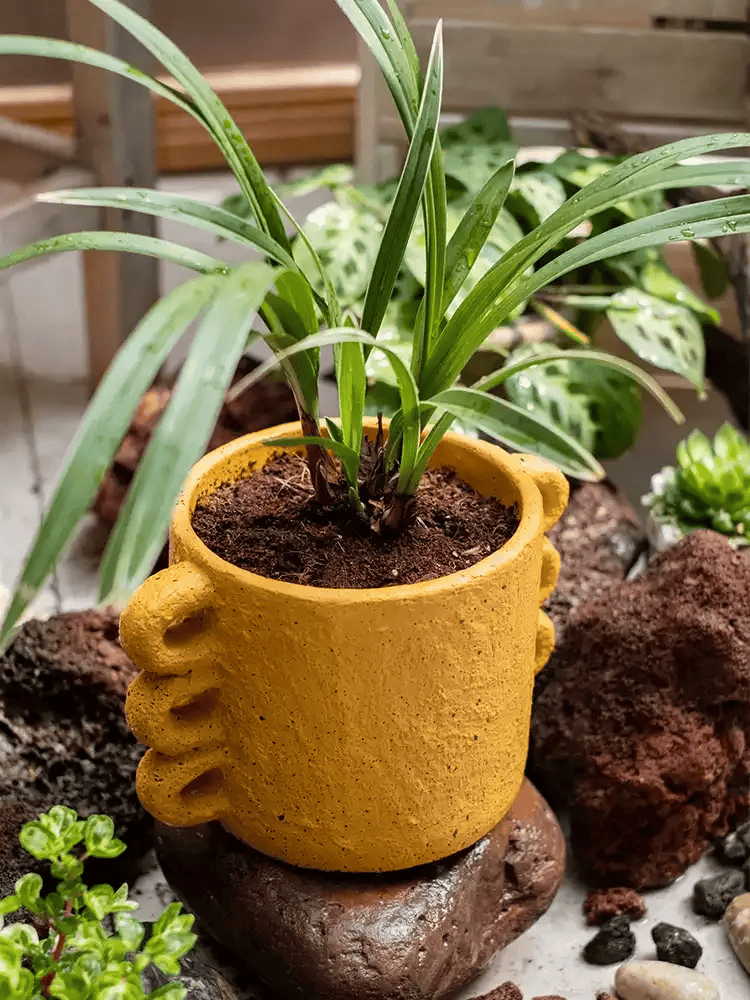 Artisan Loop Handle Cement Planter in yellow with loop handles and a green strap-leaf plant on Tampa Home & Garden Store