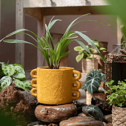 Artisan Loop Handle Cement Planter yellow with chunky side loops housing a green strap-leaf plant on Tampa Home & Garden Store