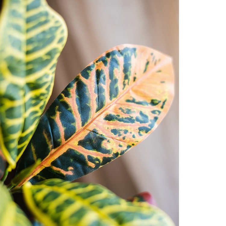 Large Leaf Artificial Croton Tree in Pot RusticReach with yellow green orange leaves on Tampa Home & Garden Store