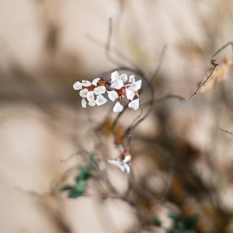 Baby's-breath vine stem by RusticReach, silk artificial with white blossoms, 27in tall on Tampa Home & Garden Store