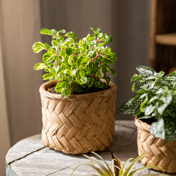 Bamboo-Look Cement Planter by RusticReach, natural tan woven texture with variegated leaves on Tampa Home & Garden Store