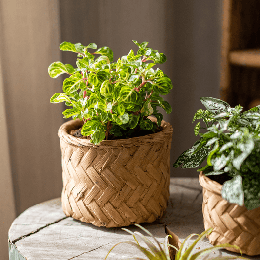 Bamboo-Look Cement Planter by RusticReach, natural tan woven texture with variegated leaves on Tampa Home & Garden Store