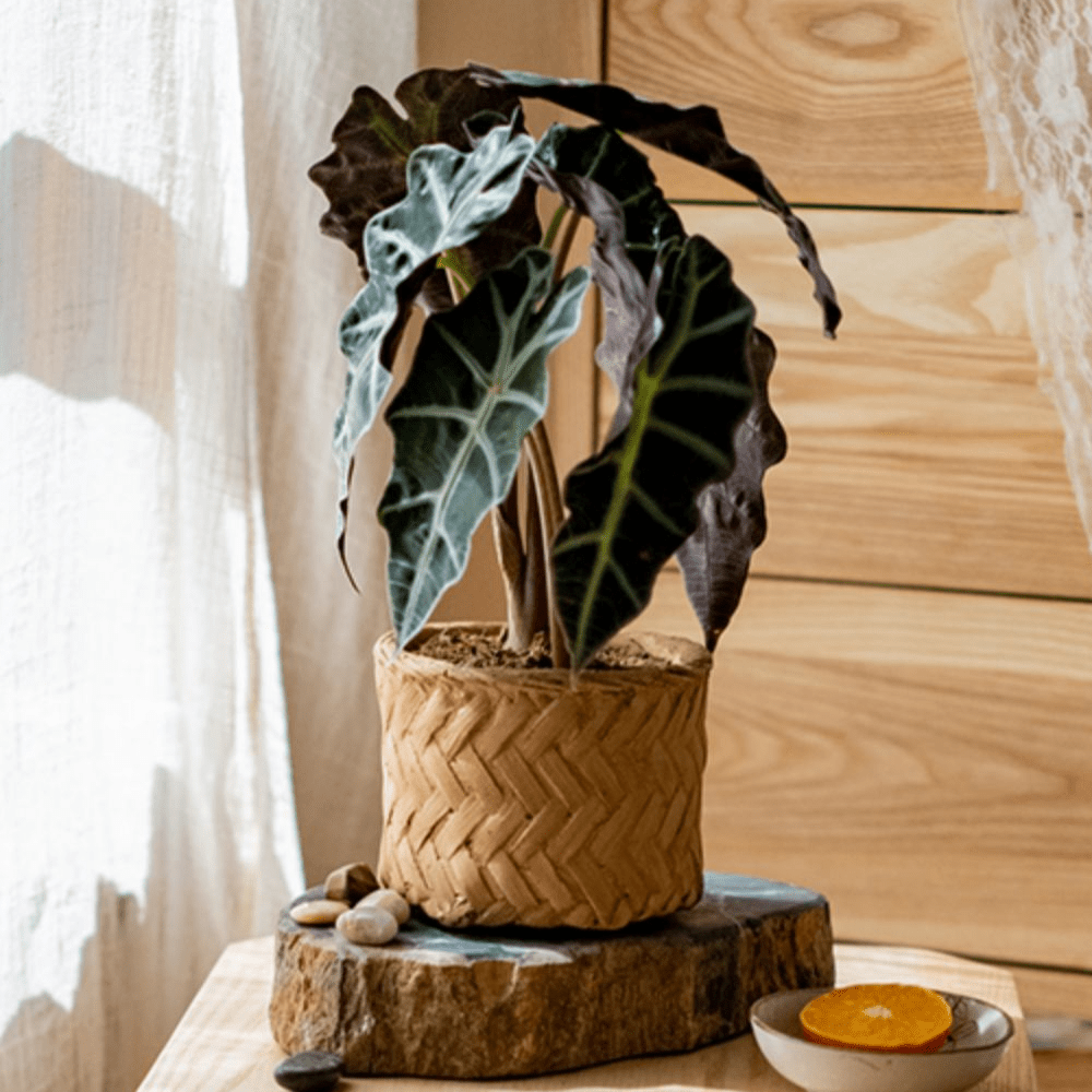 RusticReach bamboo-looking cement planter with woven texture and green leaves on wood base on Tampa Home & Garden Store