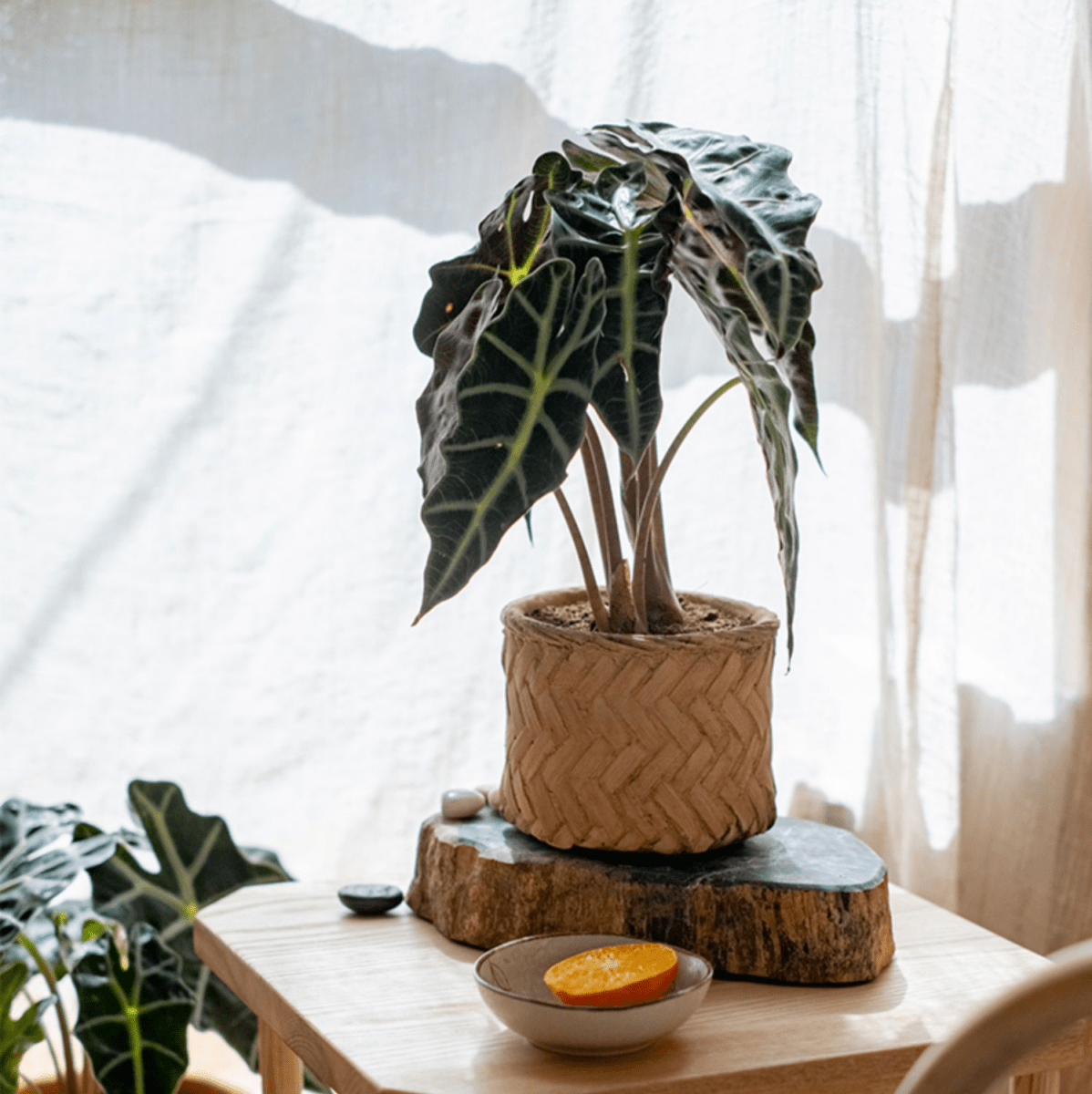 Bamboo Looking Cement Planter with woven texture, RusticReach, leafy plant on wood slab on Tampa Home & Garden Store