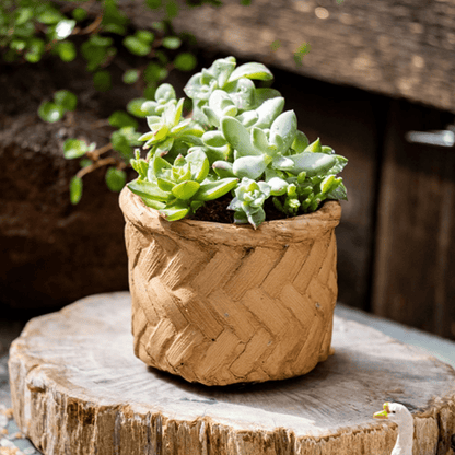 Bamboo Looking Cement Planter with green succulents, tan woven texture on Tampa Home & Garden Store