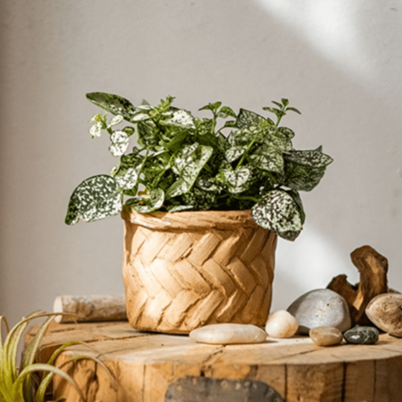 Bamboo looking cement planter with variegated green plant by RusticReach on wooden surface on Tampa Home & Garden Store
