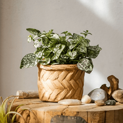 Bamboo looking cement planter with variegated green plant by RusticReach on wooden surface on Tampa Home & Garden Store