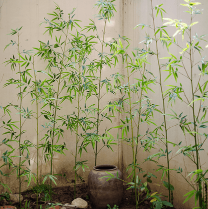 Artificial Bamboo Stem Faux Screen Plant set of 10 by RusticReach, green bamboo stalks on Tampa Home & Garden Store