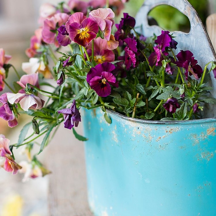 Blue metal basket tool organizer with vibrant pansies in a turquoise bucket on Tampa Home & Garden Store
