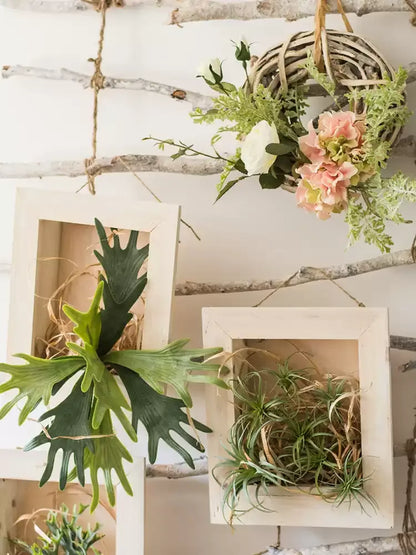 Rustic Botanical Wall Frame planter, white wood frames with air plants, RusticReach brand on Tampa Home & Garden Store