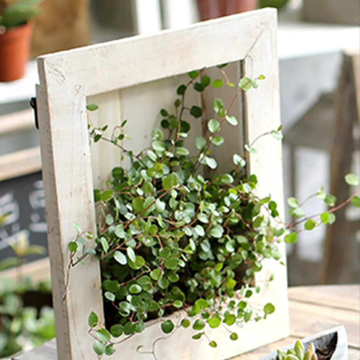 Rustic Botanical Wall Frame planter with weathered wood and trailing small round green leaves on Tampa Home & Garden Store